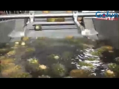 Une ligne de transformation d'ananas très productive pour le concentré de jus et plus encore