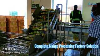 Ligne de traitement complète de la mangue, solution d'usine clé en main
